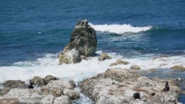 Sabah Kaikoura, Güney Adası, Yeni Zelanda 'daki kayalıklarda kürk fok kolonisi.