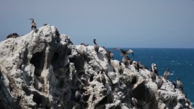 Sabah Kaikoura, Güney Adası, Yeni Zelanda 'da kayalıklardaki fareli köyler kolonisi..