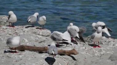 Kaikoura Sahili, Güney Adası, Yeni Zelanda 'da kayadaki bir grup martı..