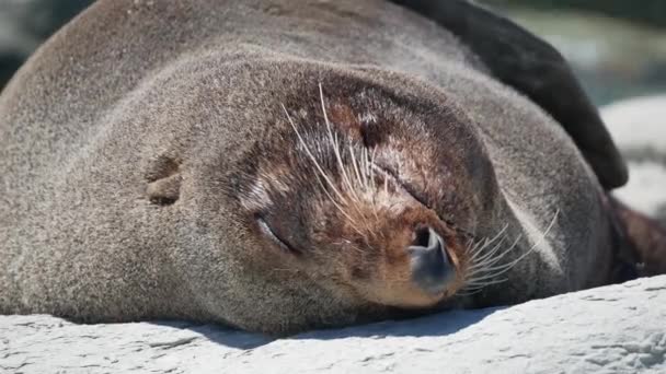 Sluiten Van Het Hoofd Van Pelsrobben Tijdens Slaap Kaikoura Beach — Stockvideo