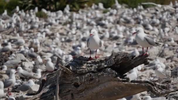 Zwei Möwen Sitzen Nachmittags Auf Einem Holzklotz Kaikoura Beach Südinsel — Stockvideo