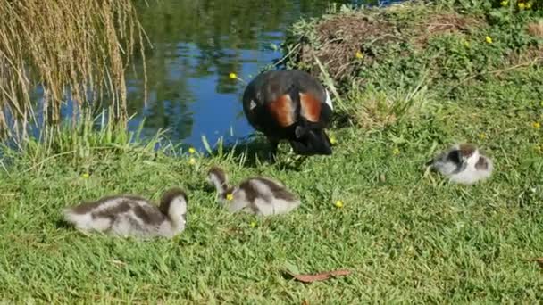 Mallard Kacsák Kicsinyeivel Folyó Közelében Botanikus Kert Christchurch Zéland — Stock videók