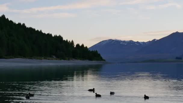 Bir Grup Ördek Arka Planda Çam Ağacı Karlı Dağla Tekapo — Stok video