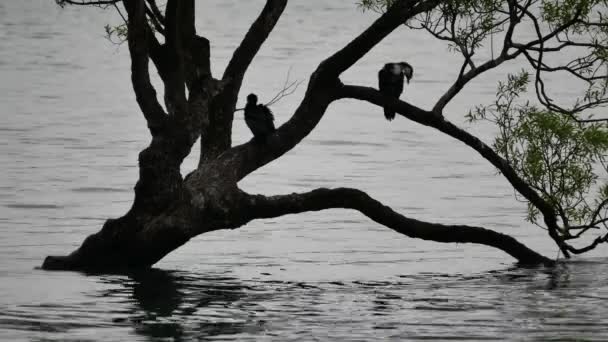 Zwei Vögel Brechen Trüben Morgen Wanaka Baum Ein — Stockvideo