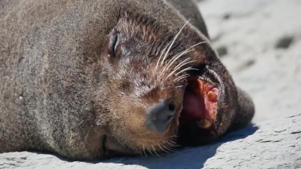 ニュージーランド 南島のKaikoura Beachで岩の上で寝るときに毛皮のシールの頭を閉じる — ストック動画