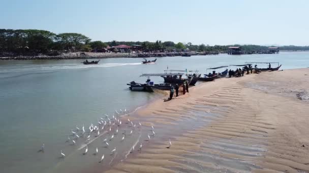 Pájaro Grulla Buscar Comida Playa Patrón Colores Antecedentes Del Pescador — Vídeo de stock