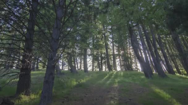 Tekapo Yeni Zelanda Yakınlarındaki Çam Ormanında Gün Batımı — Stok video