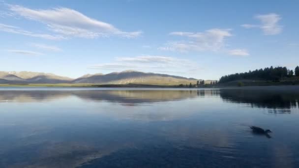 Timelapse Sunset Lake Tekapo Mallard Ducks Swim — Stock Video