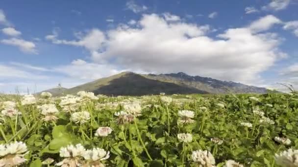 Trèfle Blanc Timelapse Avec Fond Chaîne Montagnes Rekarkables — Video