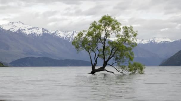 Timelapse Wanaka Tree New Zealand — Stock Video