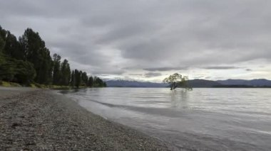 Wanaka Gölü 'nde çam ağacıyla zaman çizelgesi.