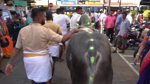 Kühe laufen auf Straße, nachdem sie Thaipusam-Wagen gezogen haben — Stockvideo