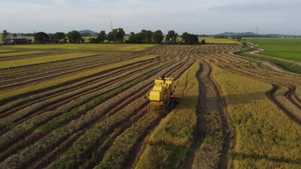 Cosechadora cosechadora recoger arroz en el campo — Vídeos de Stock