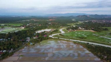 Malezya 'nın kırsal kesimindeki Malezya köyünün yeşil manzaralı yeşil çeltik tarlasını sel bastı..