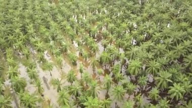 Malezya, Güneydoğu Asya 'da hava manzaralı palmiye ağaçları sular altında kaldı.