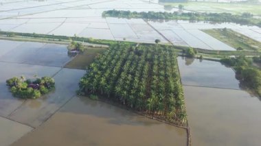 Sabahleyin çeltik tarlasında petrol palmiyesinin izini sürerken hava görüntüsü..