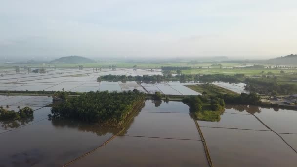 水淹稻田附近的空中观光油棕榈种植园 — 图库视频影像