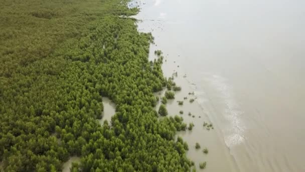 Luchtfoto Naar Beneden Zicht Mangrove Bomen Aan Kust Getroffen Door — Stockvideo