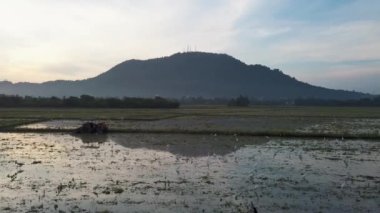 Beyaz balıkçıl kuşları çeltik tarlasında yiyecek arıyorlar..