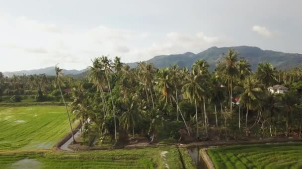 Volando Por Encima Los Cocoteros Arrozal — Vídeo de stock