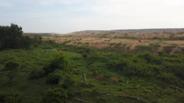 Hava manzaralı inekler çöp alanı yakınlarında yiyecek arıyor.