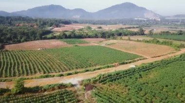 Sıcak, güneşli bir günde patates tarlasının üzerinde uçan hava manzarası.