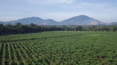 Öğleden sonra Malezya 'daki patates çiftliğinin üzerinde mavi gökyüzünün altında hava manzarası uçuyor..