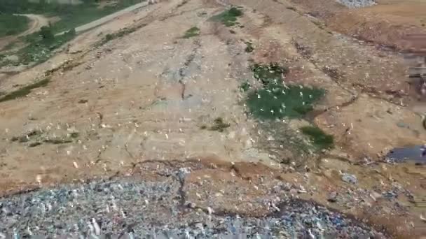 Pemandangan Udara Ribuan Elang Terbang Atas Tempat Pembuangan Sampah Malaysia — Stok Video