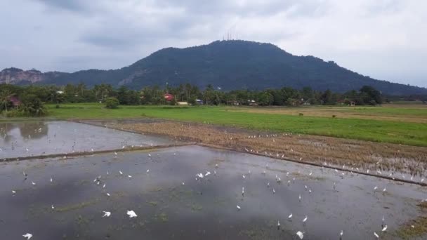 Reiher Fliegen Auf Reisfeld Vögel Freier Wildbahn — Stockvideo