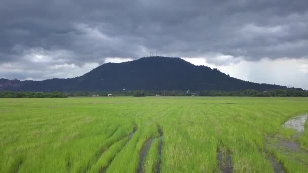 Aerial Fly Green Harvested Paddy Field Background Hill Cloudy Day — Stock Video