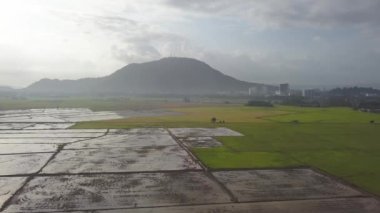 Hava manzaralı çeltik tarlası yarı hasat edilmiş, yarı su mevsimi Malezya 'da.