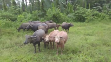 Bir grup Asyalı bufalo yeşil alanda birlikte kalırlar..