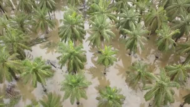 空中观察雨后被水淹没的油棕榈 — 图库视频影像