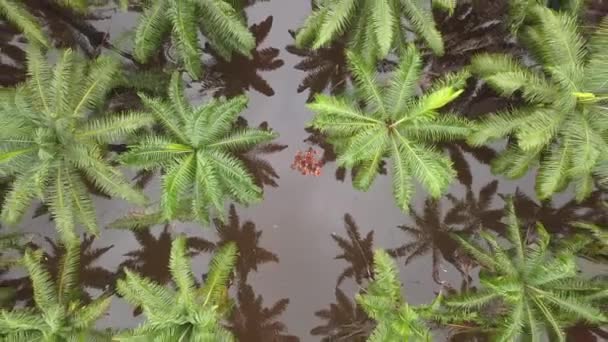 Sel Sırasında Havadan Yükselen Yeşil Yağ Palmiyelerine Bakın — Stok video