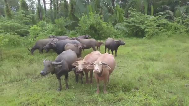 亚洲水牛群在绿地群居 — 图库视频影像