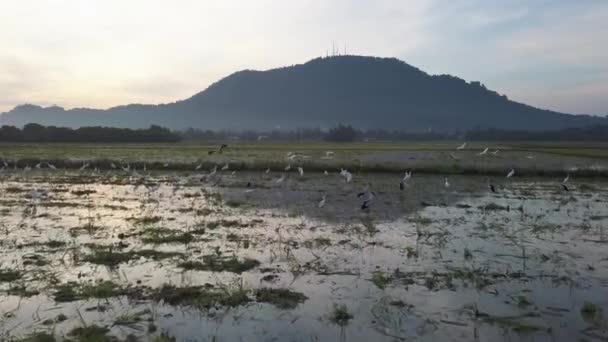 Egret Asian Openbill Cicogna Stare Insieme Ricerca Cibo Campo Risaia — Video Stock