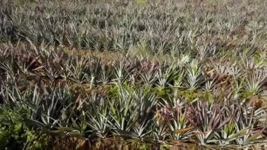 İnsansız hava aracı, Güneydoğu Asya, Malezya 'daki ananas çiftliğinin üzerinde vuruldu..