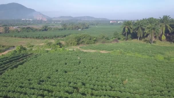 Vue Sur Drone Plantation Pommes Terre Malaisie — Video