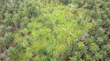 Hindistan cevizi çiftliğinin üzerinden uç, etrafın palmiye ağaçları ile çevrili..