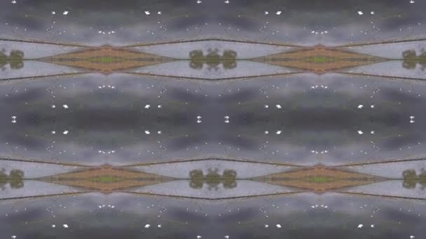 Kaleidoskopisches Muster Illusion Seidenreiher Vögel Fliegen Bauernhof — Stockvideo
