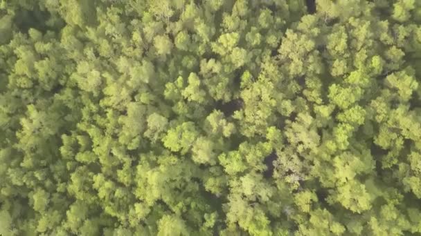 Leť Nad Zeleným Lesem Stromů Malajsii — Stock video