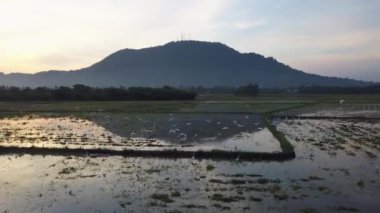 Akbalıkçıl kuşları sabah uçar. Gündoğumu sabahı.