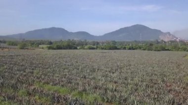 Malezya 'daki hava manzaralı ananas çiftliği.