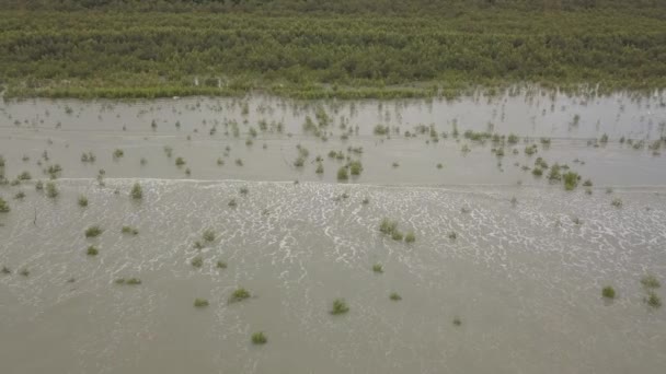 Onda Vista Aerea Colpito Gli Alberi Mangrovie Costa — Video Stock