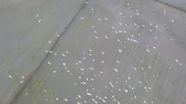 공중에서 아래쪽을 새들은 논에서 날아다닌다 — 비디오
