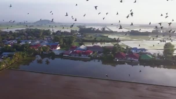 Flyg Följa Flock Duvor Flyga Himlen — Stockvideo