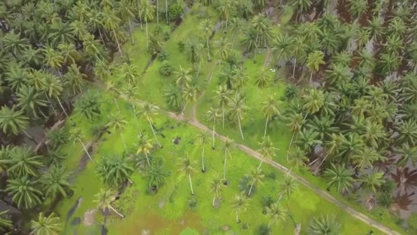 Blick Von Oben Auf Kokosnussfarmen Und Ölpalmenanwesen Malaysia — Stockvideo