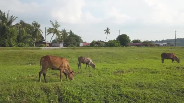 Waagerecht Bewegen Sich Die Kühe Die Auf Der Grünen Wiese — Stockvideo