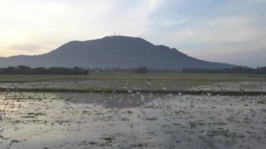 Beyaz balıkçıl kuşları çeltik tarlasında uçar..