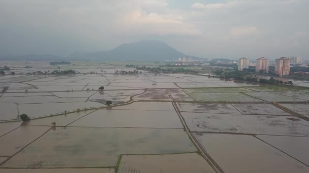 Vue Aérienne Champ Paddy Inondé Eau Permatang Pauh Penang Malaisie — Video